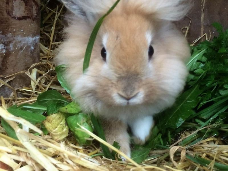 eaq luccombe 2 eaq luccombe 2