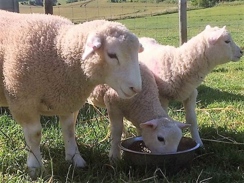 eaq luccombe 4 eaq luccombe 4