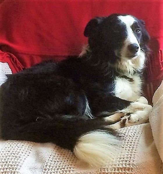 eaq luccombe 8 eaq luccombe 8