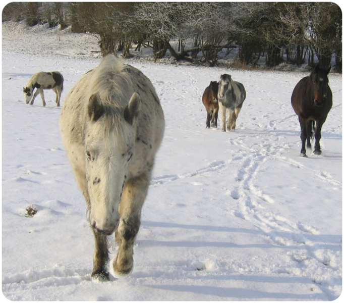 spott snow spott snow